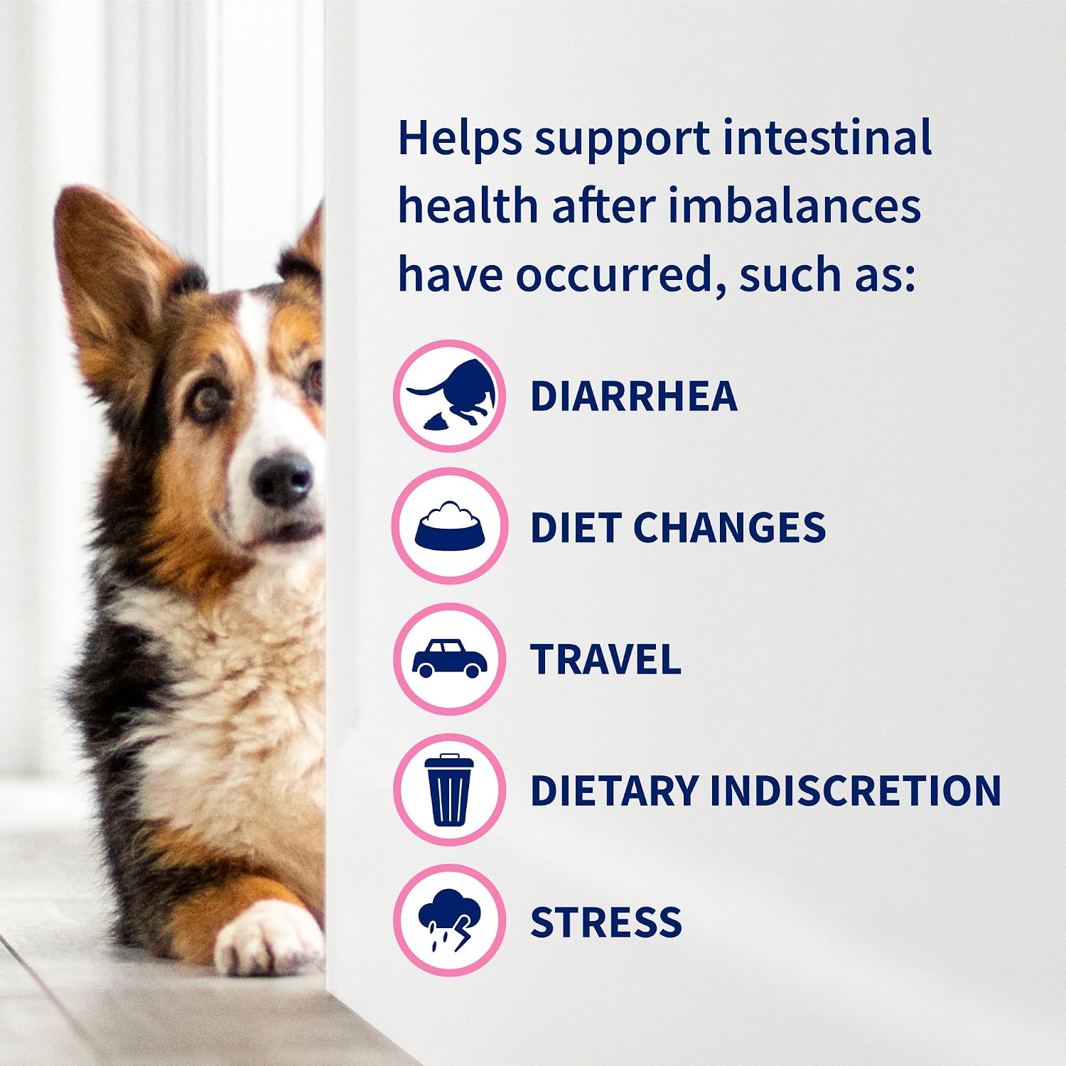 Nutramax Proviable Probiotics + Prebiotics. for Dogs & Cats. Capsules. 80ct | Probiotics and Prebiotics for Cats and Dogs. Daily Gut Health Support Supplement. Multiple Strains. Sprinkle on Food
