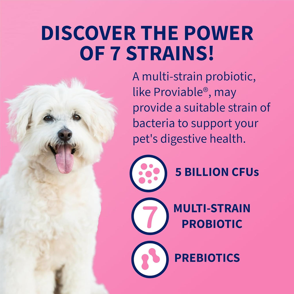 Nutramax Proviable Probiotics + Prebiotics. for Dogs & Cats. Capsules. 80ct | Probiotics and Prebiotics for Cats and Dogs. Daily Gut Health Support Supplement. Multiple Strains. Sprinkle on Food