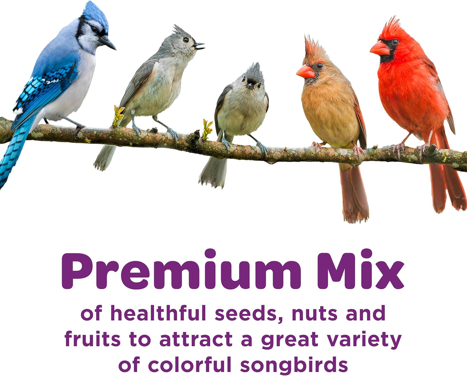 Kaytee Nut & Fruit Wild Bird Seed. 5 lb