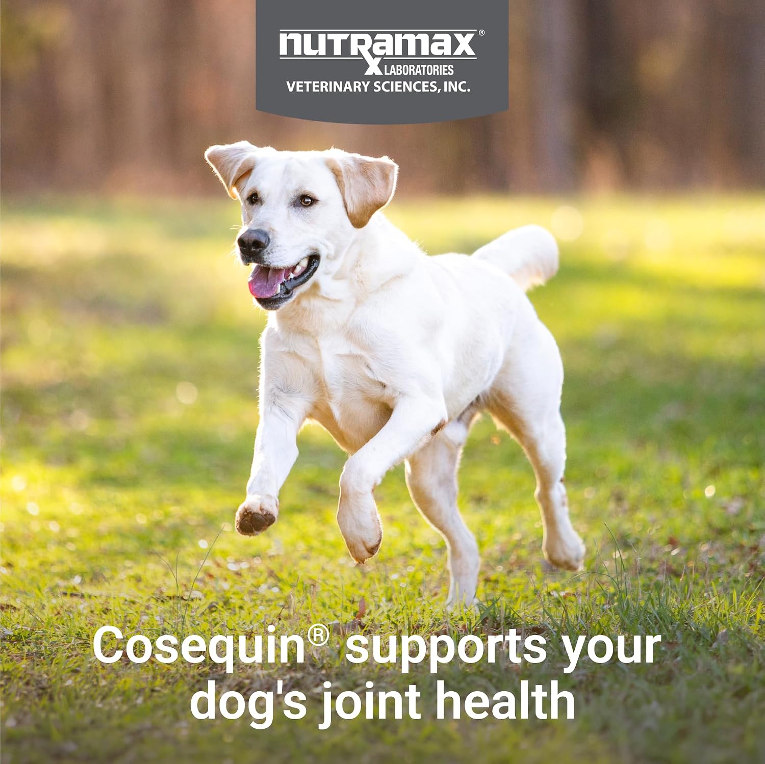 Nutramax Cosequin Joint Supplement for Dogs. Chewable Tablets. 132ct | Glucosamine + Chondroitin for Dogs with MSM. Supports Healthy Joints. All Breeds & Sizes. All Ages